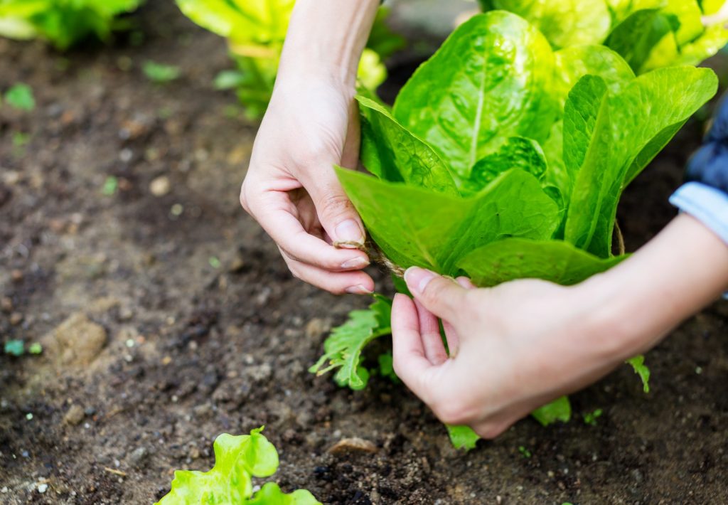 Investigación UBB identifica microorganismos que mejoran la productividad de verduras y hortalizas