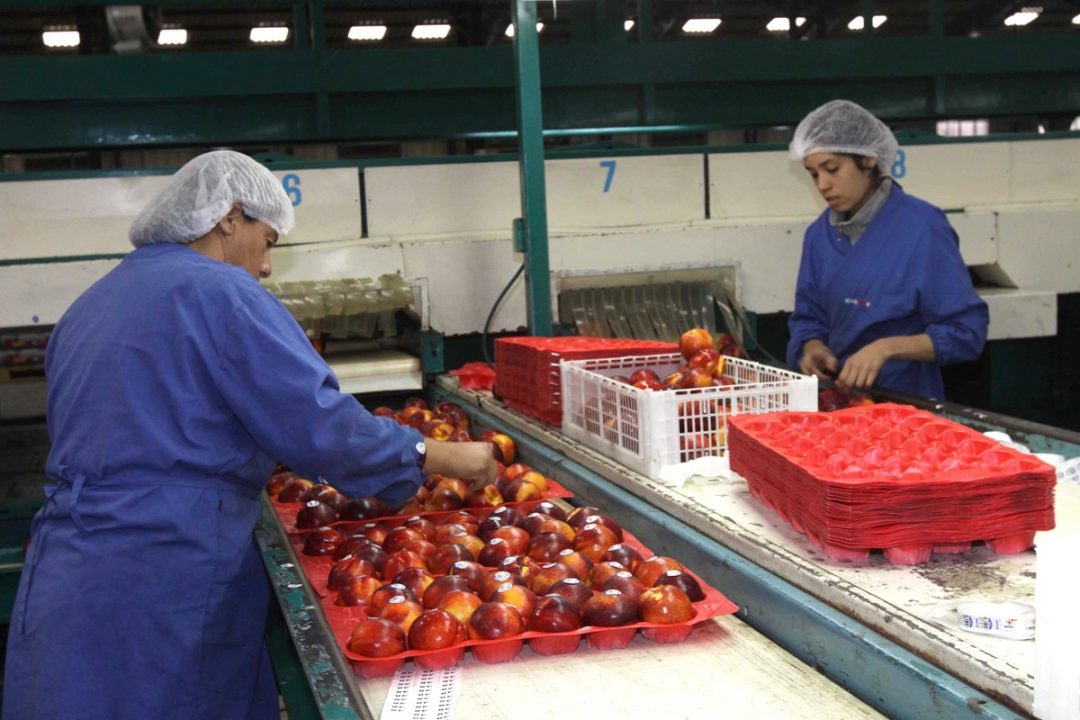 OLÑ: inicia estudio sobre transformación tecnológica y empleo en la agroindustria regional