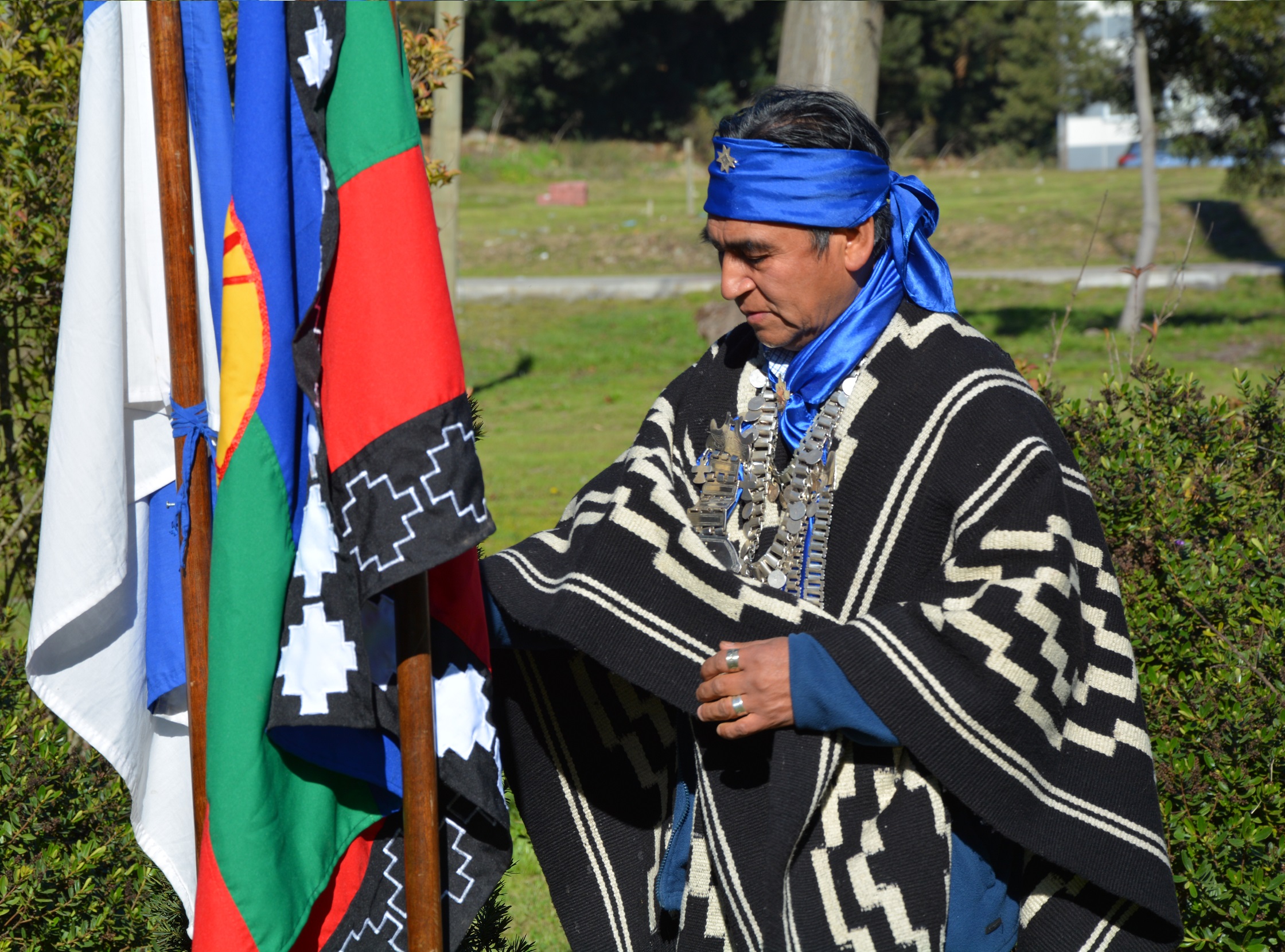 Con ceremonia tradicional mapuche se plantaron dos árboles de canelo en ...